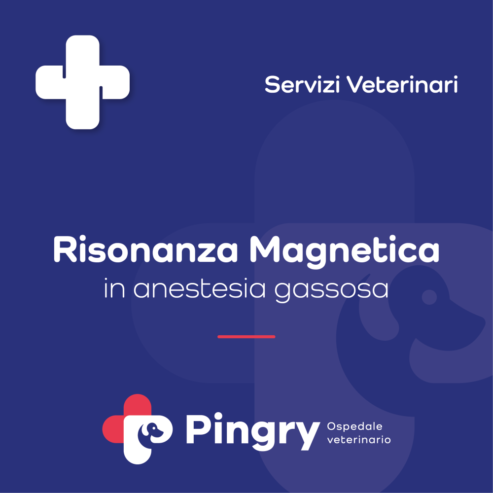 Risonanza Magnetica (in anestesia gassosa) - Pingry