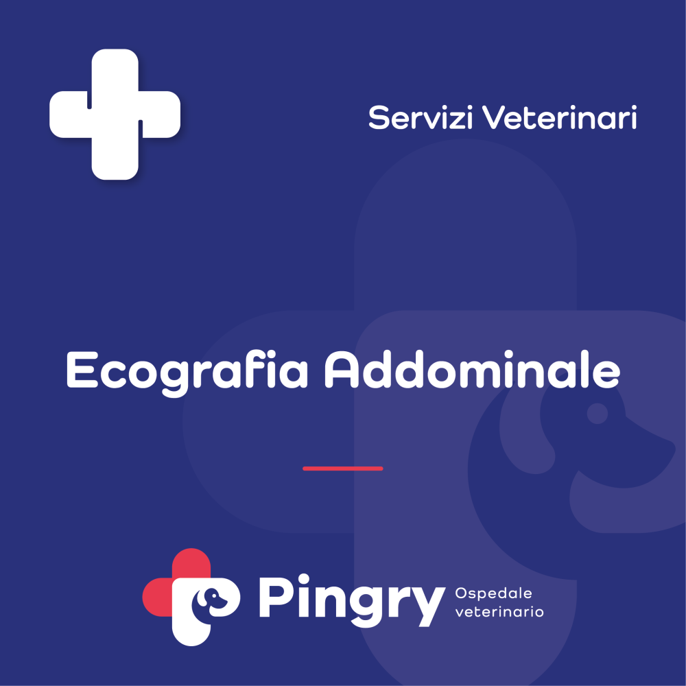 Ecografia Addominale - Pingry
