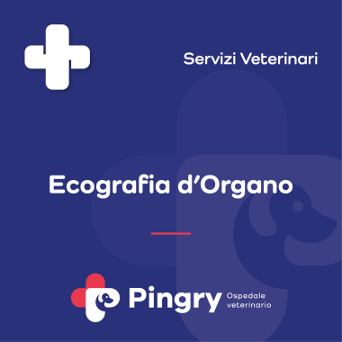 Ecografia d’organo - Pingry