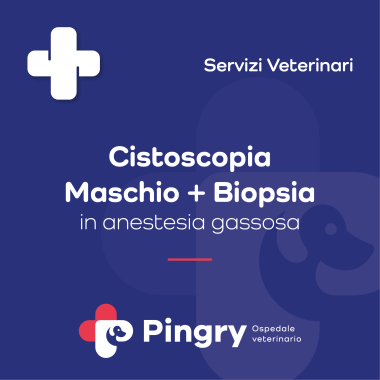 Cistoscopia Maschio + Biopsia (in anestesia gassosa) - Pingry