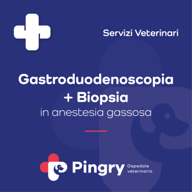 Gastroduodenoscopia + Biopsia (in anestesia gassosa) - Pingry