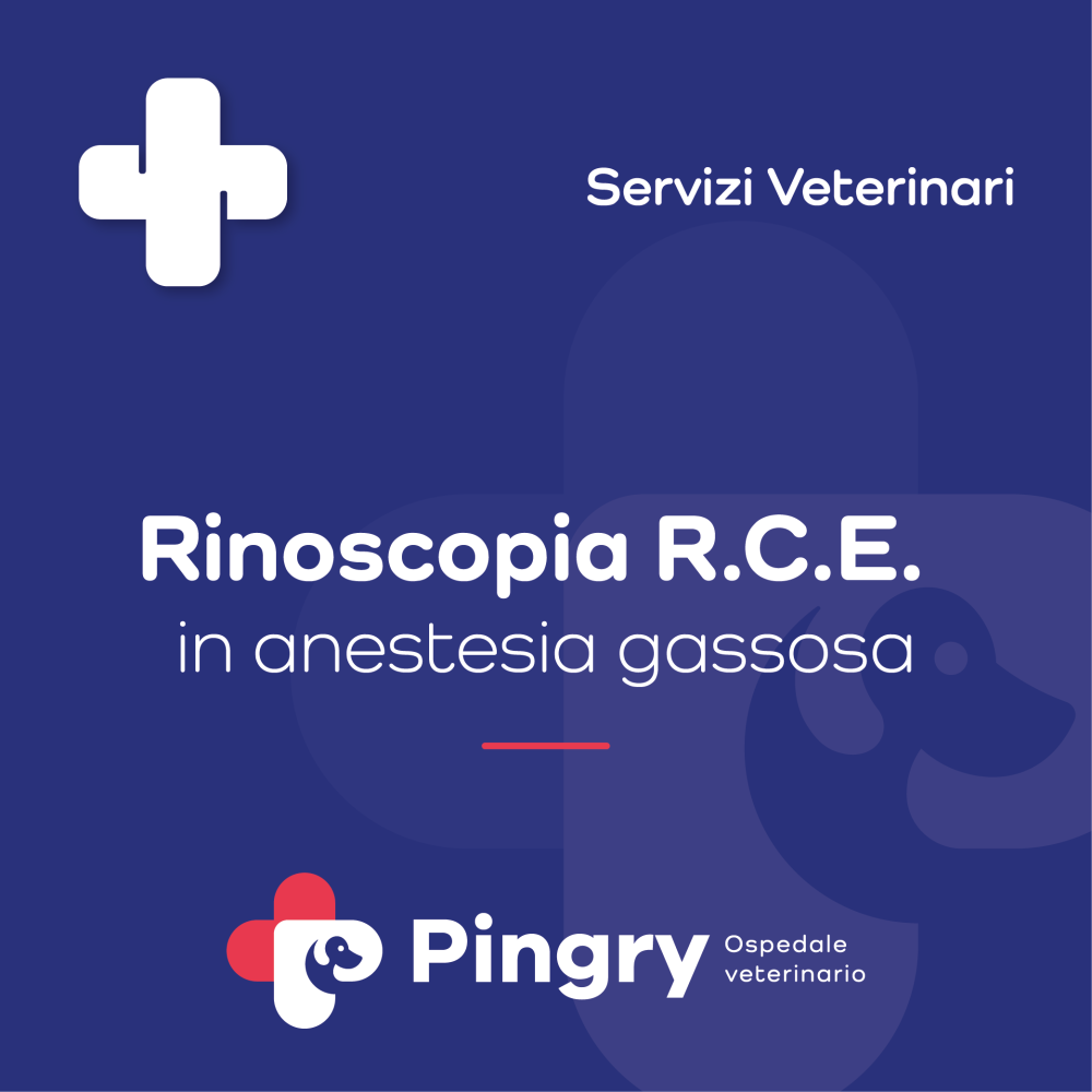 Rinoscopia per rimozione corpo estraneo (in anestesia gassosa) - Pingry