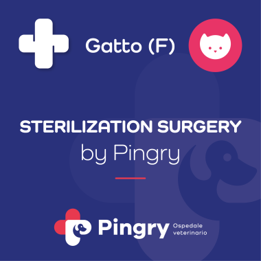 STERILIZATION SURGERY by Pingry (Gatto femmina)