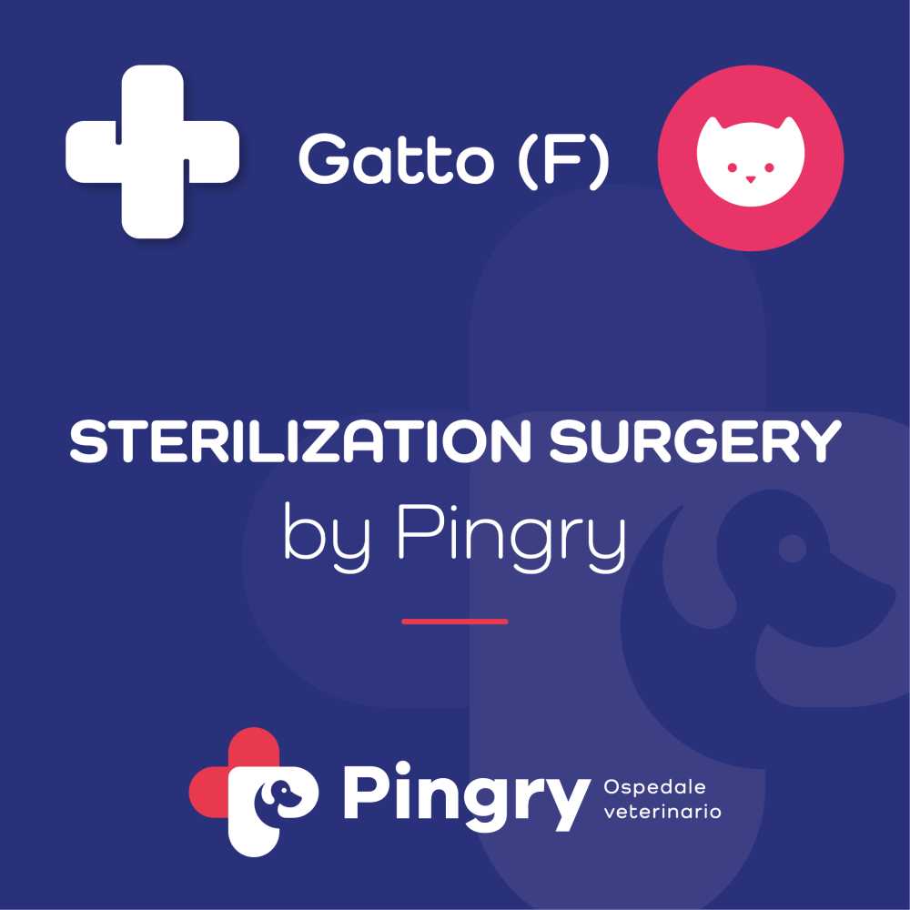 STERILIZATION SURGERY by Pingry (Gatto femmina)