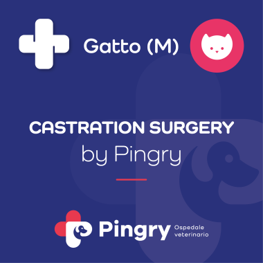 CASTRATION SURGERY by Pingry (Gatto maschio)